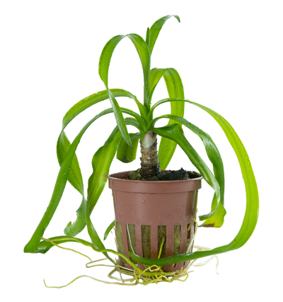 Crinum thaianum