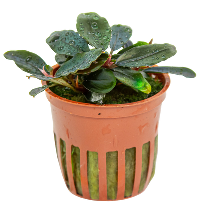 Bucephalandra sordidula 'Blue'