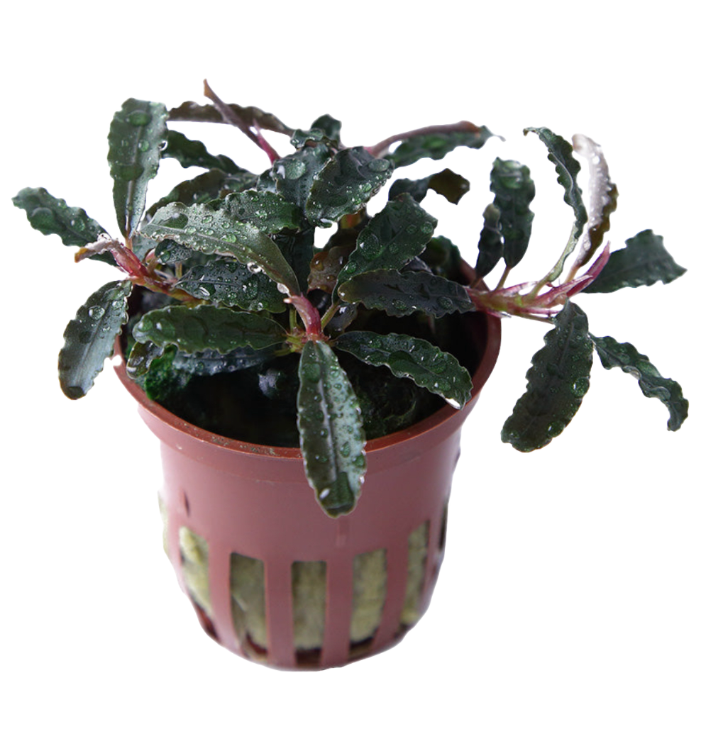 Bucephalandra 'Kedagang'