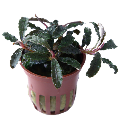 Bucephalandra 'Kedagang'