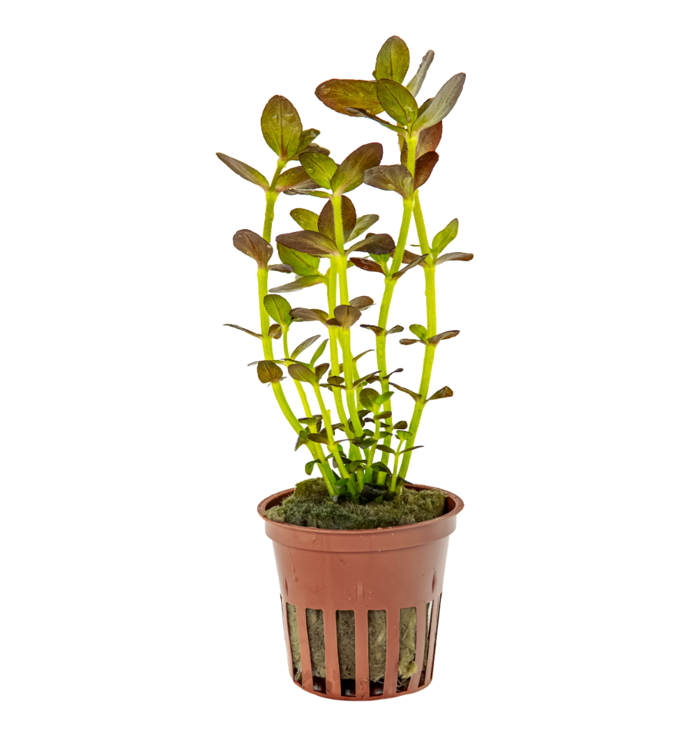 Bacopa salzmanni 'Purple'