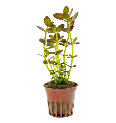 Bacopa salzmanni 'Purple'