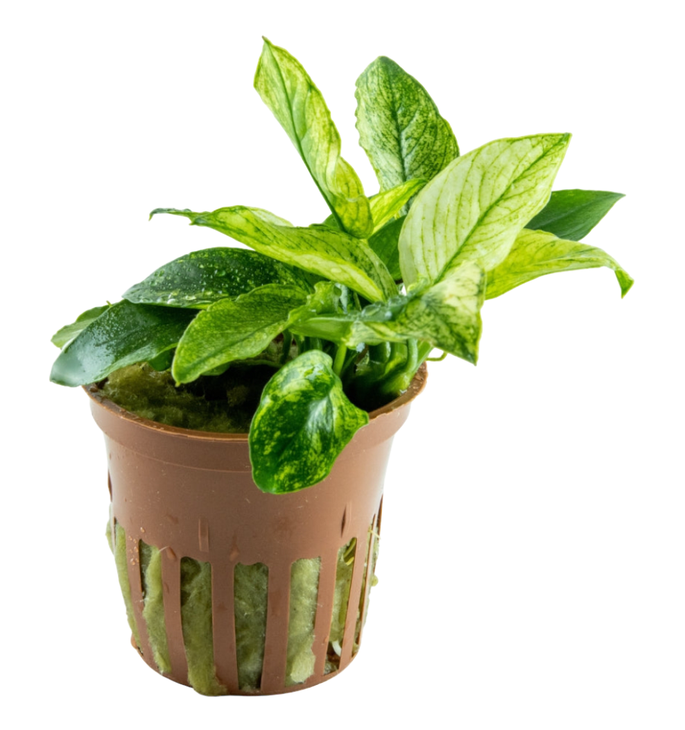 Anubias barteri var. nana ’Pinto’