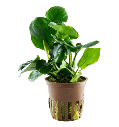 Anubias barteri ’Coin Leaf’