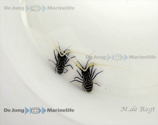 Panulirus versicolor