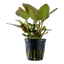 Lagenandra meeboldii 'Red'