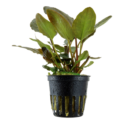 Lagenandra meeboldii 'Red'