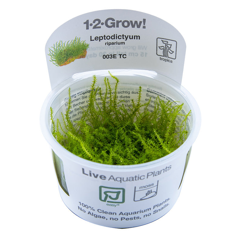 Leptodictyum riparium