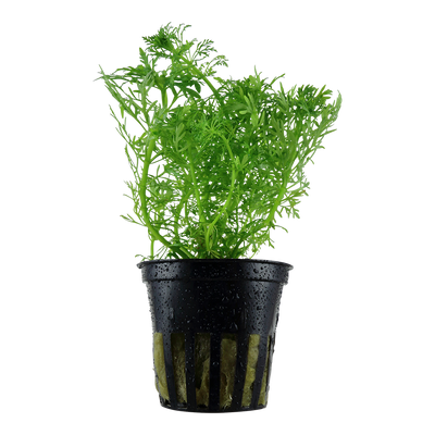 Limnophila aquatica