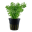 Low Budget Pflanzenset 450-500 Liter mit CO2-Anlage