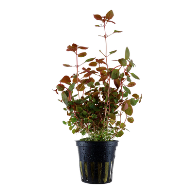 Ludwigia palustris 'Super Red'