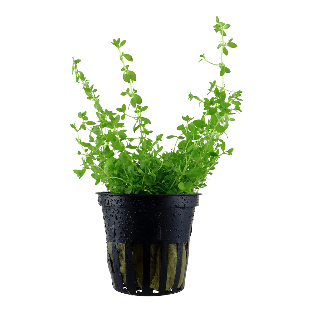Micranthemum glomeratum