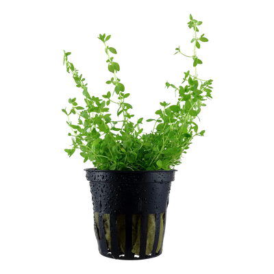 Micranthemum glomeratum