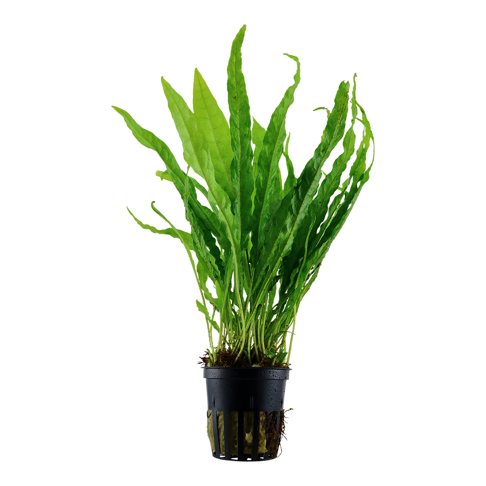 Microsorum pteropus