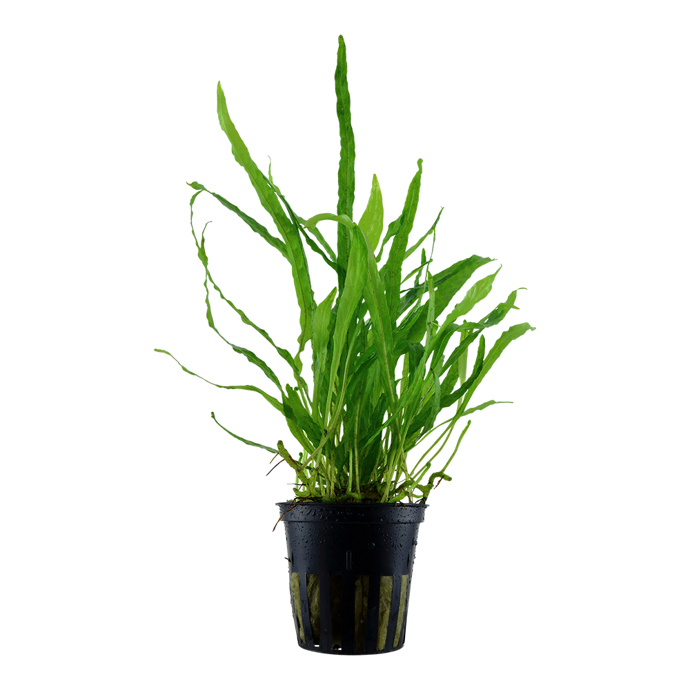 Microsorum pteropus 'Narrow'