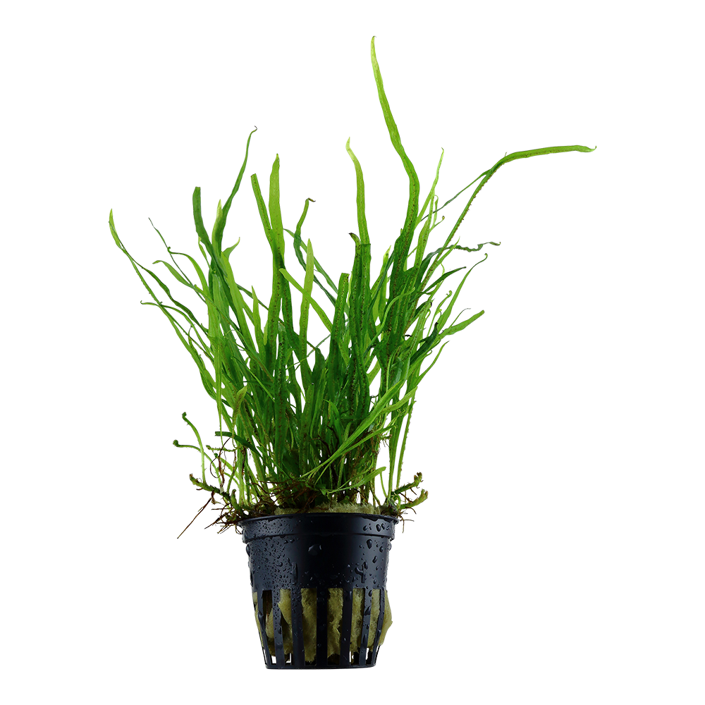 Microsorum pteropus 'Trident'