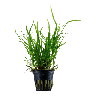 Microsorum pteropus 'Trident'