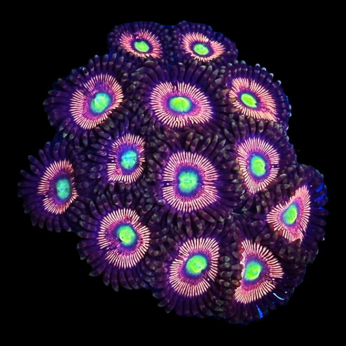 Zoanthus sp. 'LORD OF THE RING' 7499
