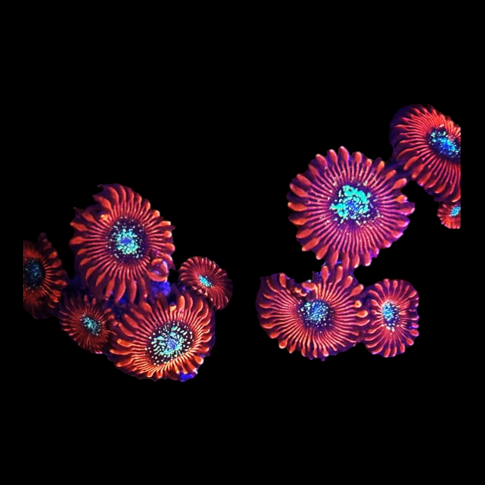 Zoanthus sp. ' MAGICIANS' 7424