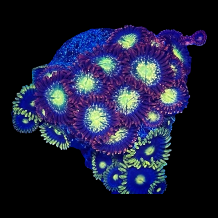 Zoanthus spec.