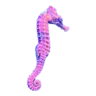 Hippocampus erectus „red - gray“ (Seepferdchen)