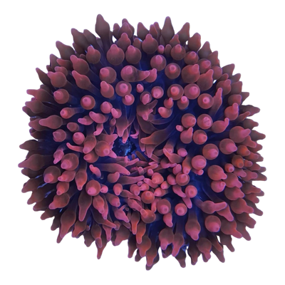 Entacmaea sp. (Blasenanemone) NACHZUCHT