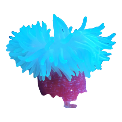 Korkenzieher-Anemone