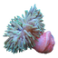 Korkenzieher-Anemone