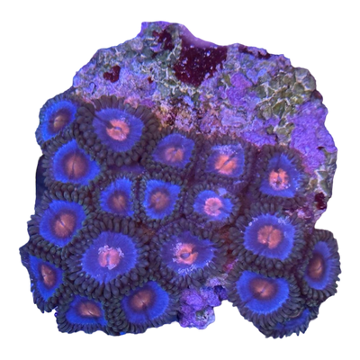 Zoanthus sp. 'MIAMI VICE'