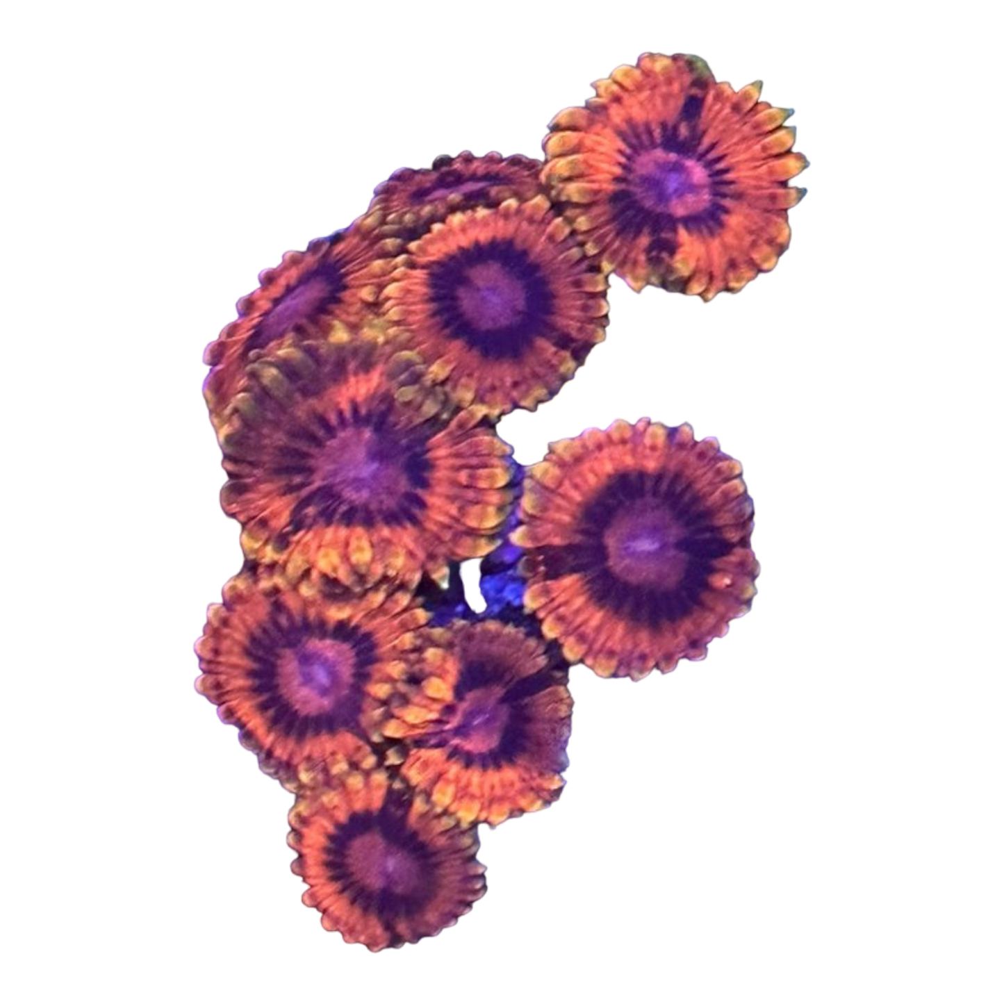 Zoanthus sp.