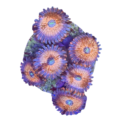 Zoanthus sp. 'SEDUCTION' 7433