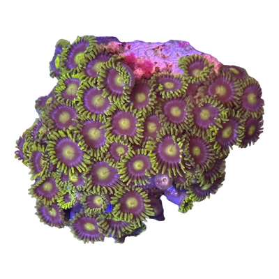 Zoanthus sp. 'BLUE ALIEN ORGASM' 7453