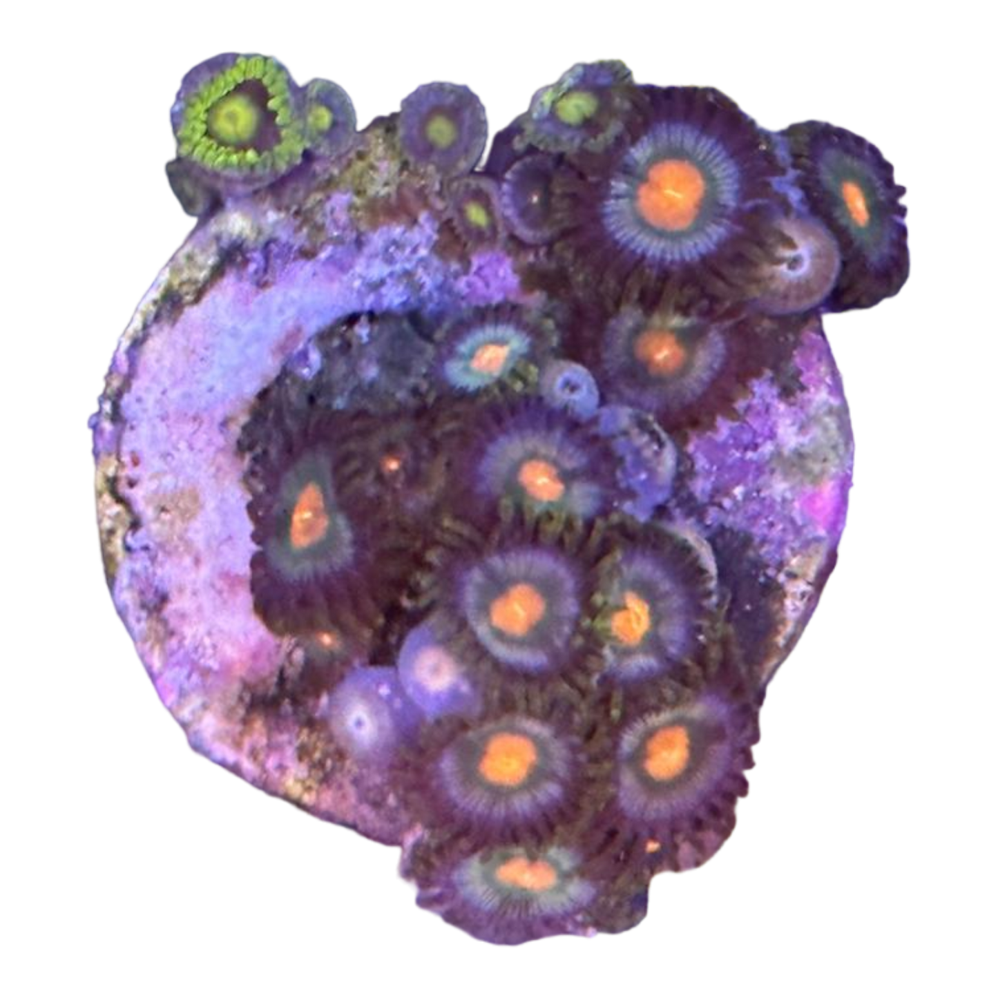 Zoanthus sp. 'orange eye'