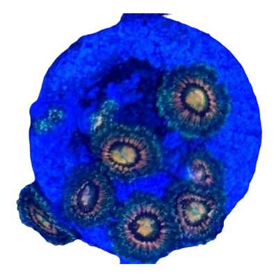 Zoanthus sp.