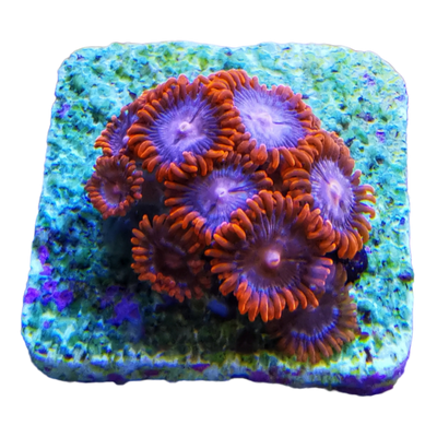Zoanthus sp. 'RED'