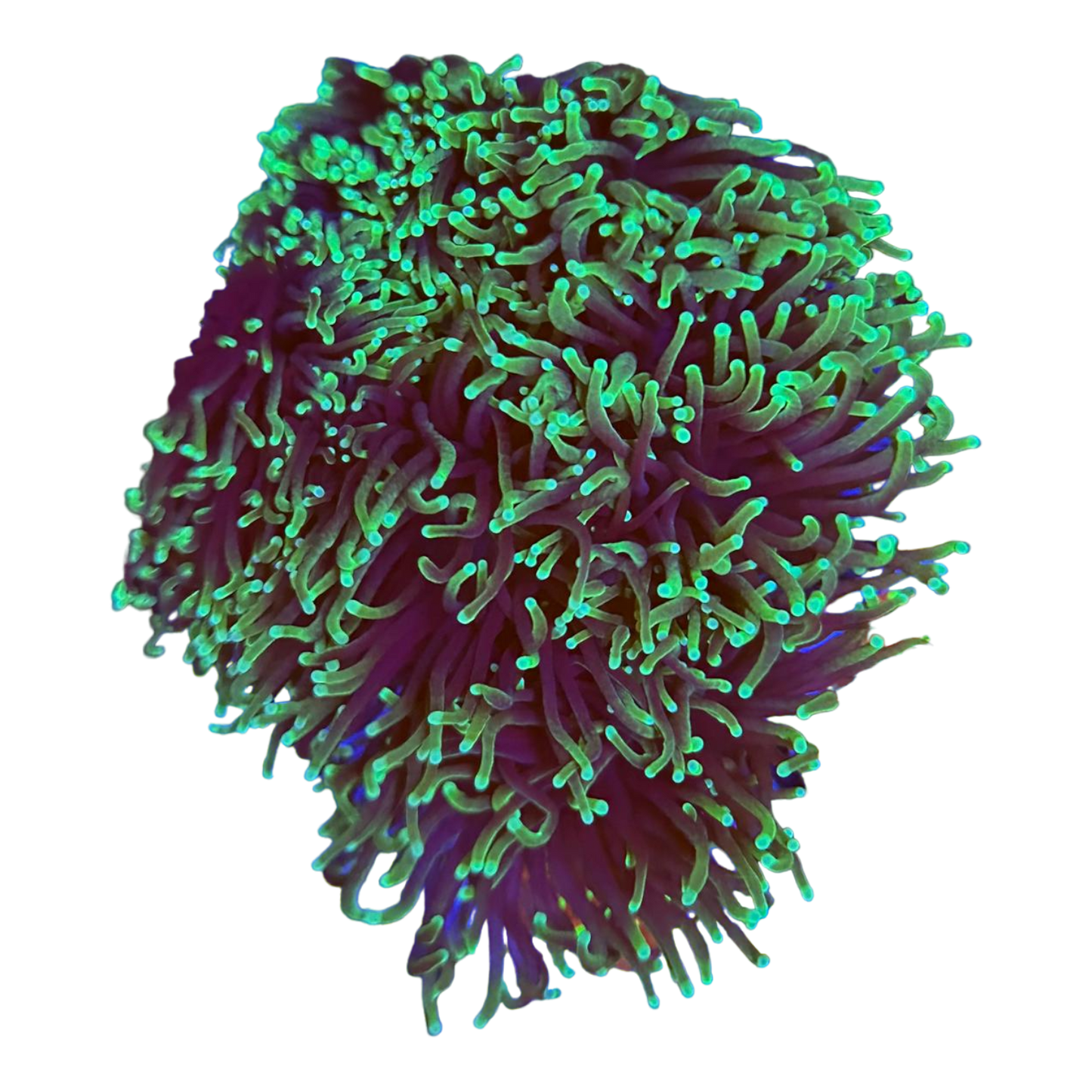 Euphyllia glabrescens 'black to green torch' 7432