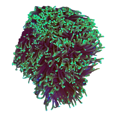 Euphyllia glabrescens 'black to green torch' 7432