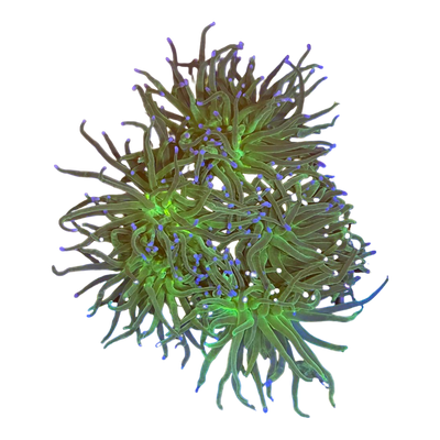 Euphyllia glabrescens 'Blueberry'