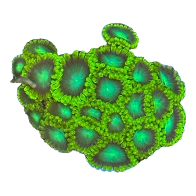 Zoanthus sp. 'RADIOACTIVE' 7414