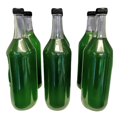 Phytoplankton