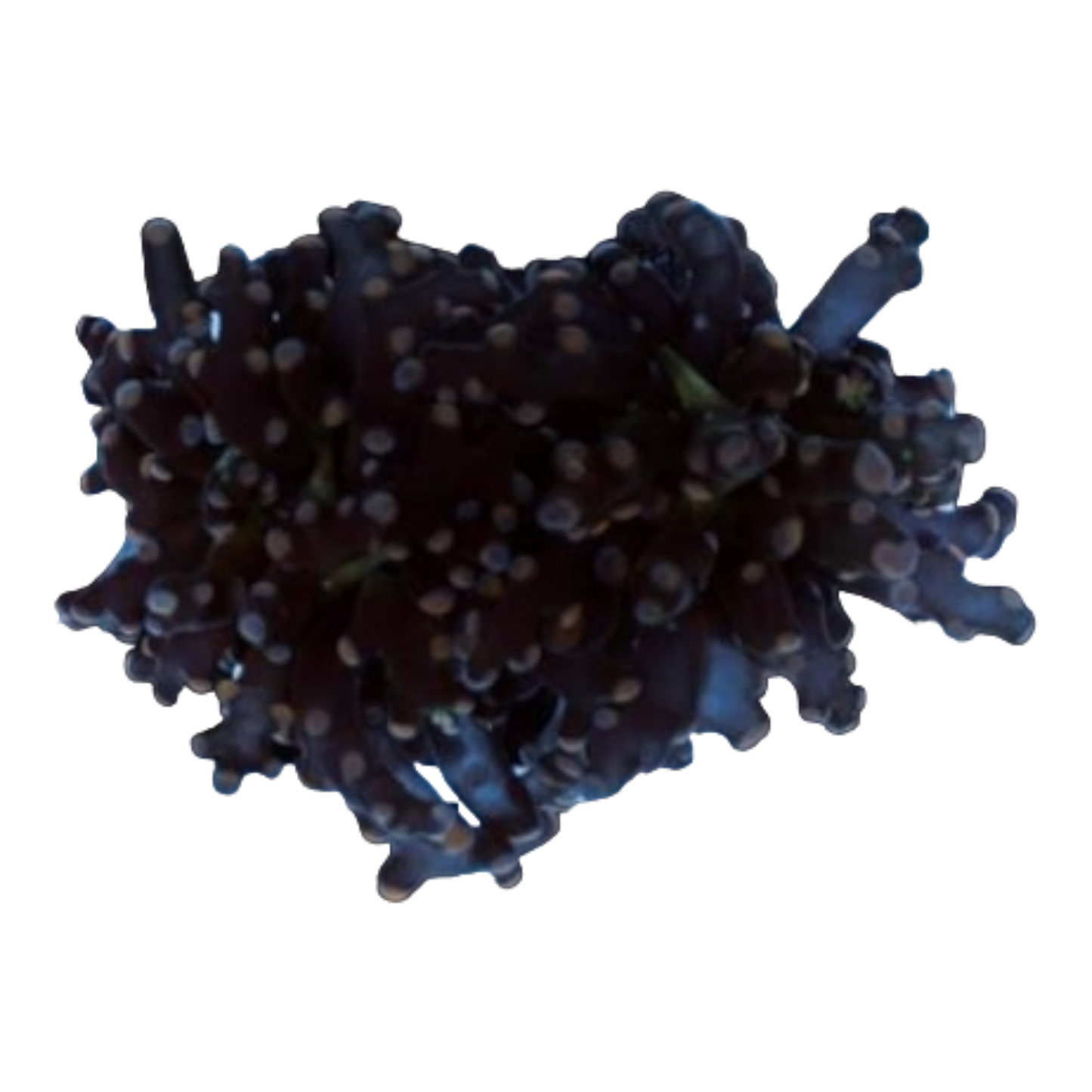 Euphyllia paradivisa 7569 WYSIWYG
