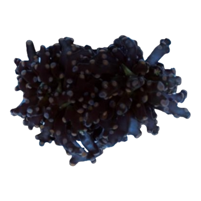 Euphyllia paradivisa 7569 WYSIWYG