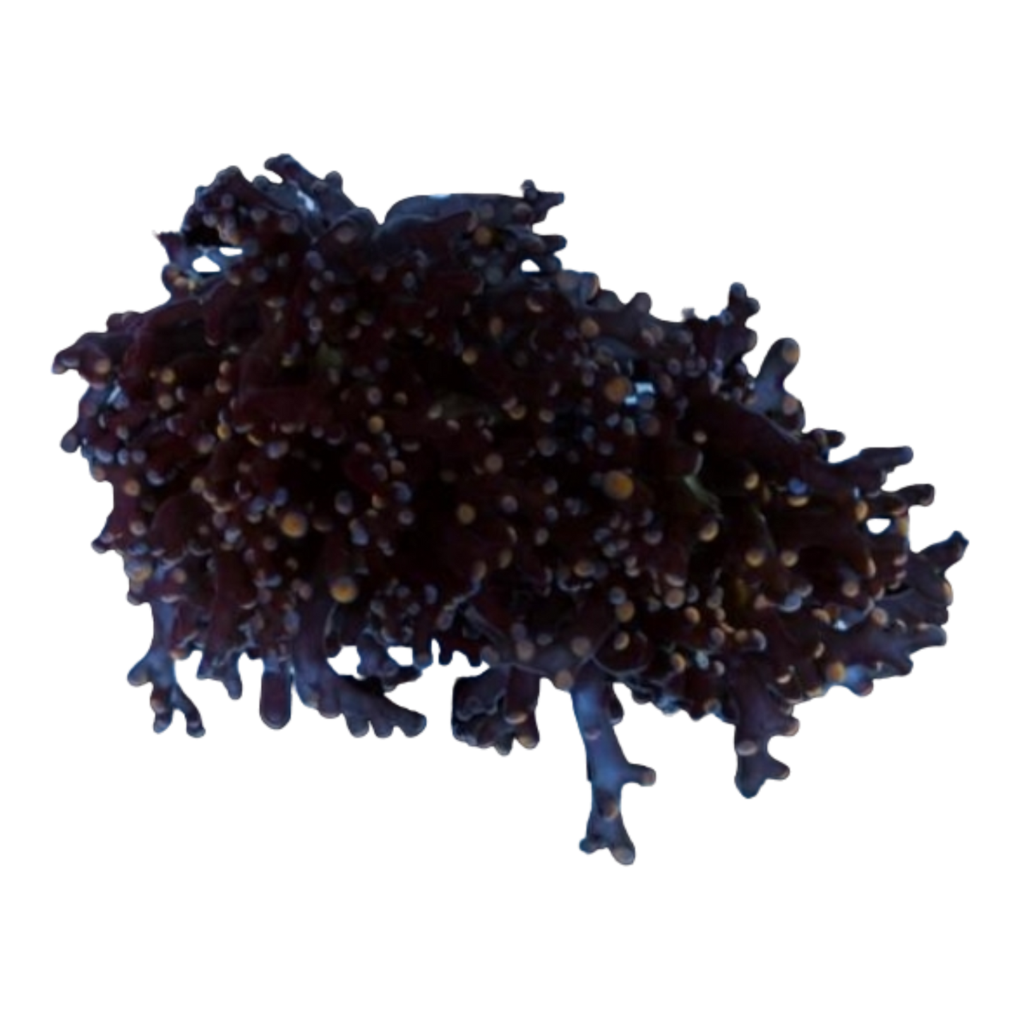 Euphyllia paradivisa 7545 WYSIWYG