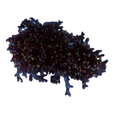 Euphyllia paradivisa 7545 WYSIWYG