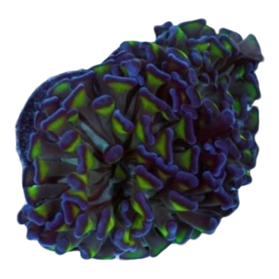Euphyllia paraancora 7563 WYSIWYG