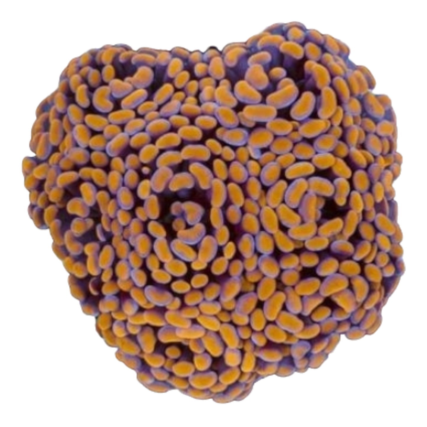 Euphyllia paraancora 7508 WYSIWYG