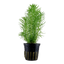 Standard Pflanzenset 450-500 Liter mit CO2-Anlage