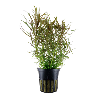 Pogostemon stellatus
