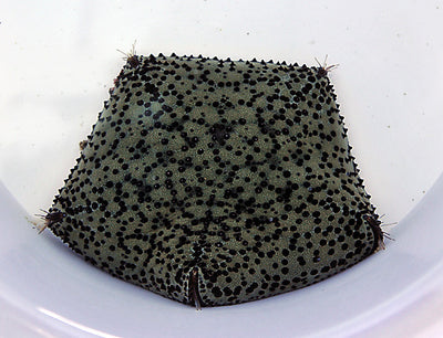 Culcita novaeguineae