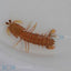 Odontodactylus spp. (Fangschreckenkrebs)